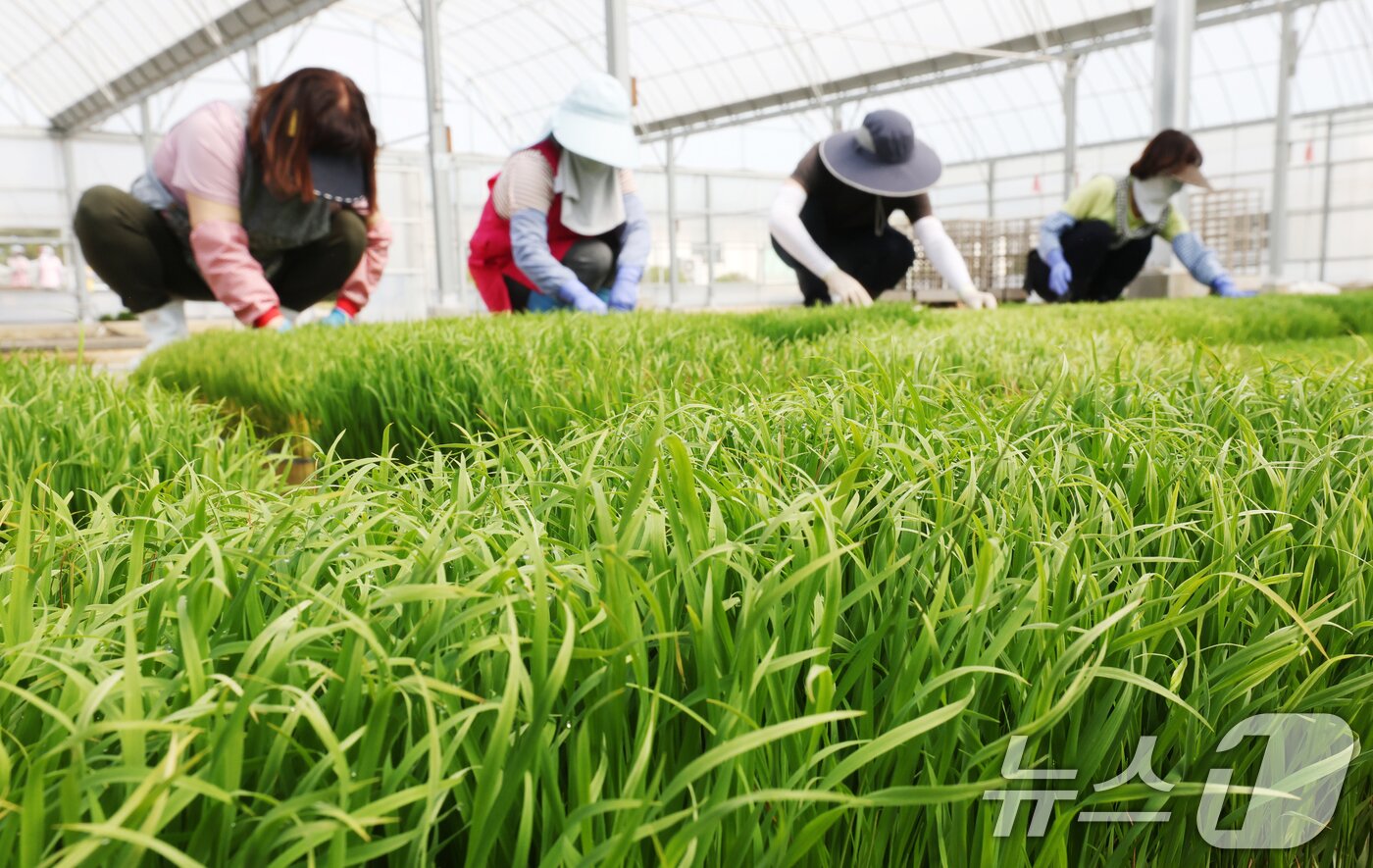본문 이미지 - 절기상 곡우를 나흘 앞둔 16일 경기 수원시 권선구 농촌진흥청 국립식량과학원 중북부작연구센터 작물연구동에서 관계자들이 본격적인 벼농사를 앞두고 모 기르기(육묘) 작업을 하고 있다. 2026.4.16 ⓒ 뉴스1 김영운 기자