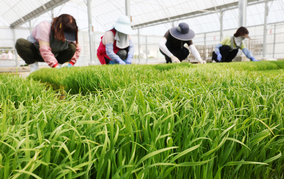 본격적인 벼농사 시작