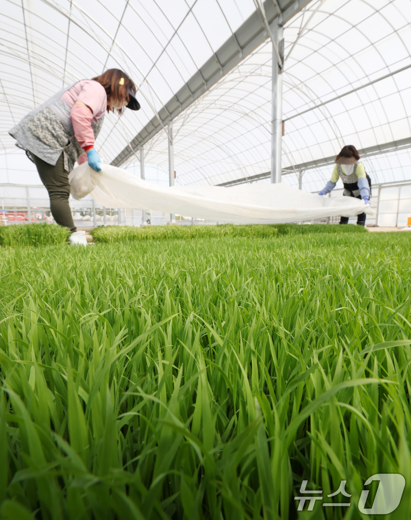 (수원=뉴스1) 김영운 기자 = 절기상 곡우를 나흘 앞둔 16일 경기 수원시 권선구 농촌진흥청 국립식량과학원 중북부작연구센터 작물연구동에서 관계자들이 본격적인 벼농사를 앞두고 모 …