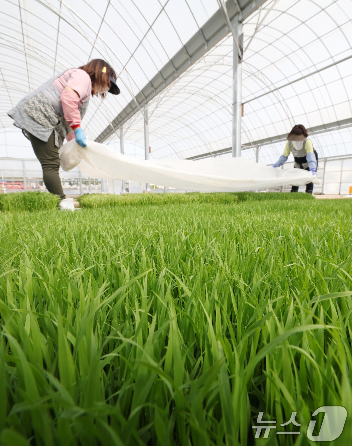 본문 이미지 - 절기상 곡우를 나흘 앞둔 16일 경기 수원시 권선구 농촌진흥청 국립식량과학원 중북부작연구센터 작물연구동에서 관계자들이 본격적인 벼농사를 앞두고 모 기르기(육묘) 작업을 하고 있다. 2026.4.16 ⓒ 뉴스1 김영운 기자