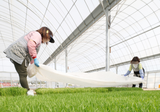 육묘작업하는 국립식량과학원 관계자들