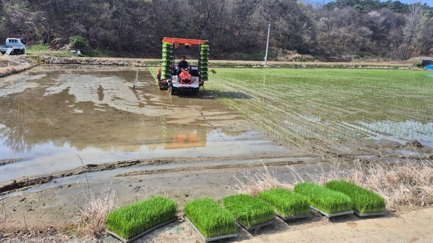 보령서 가을 햅쌀보다 출하 두 달 빠른 '빠르미2' 모내기