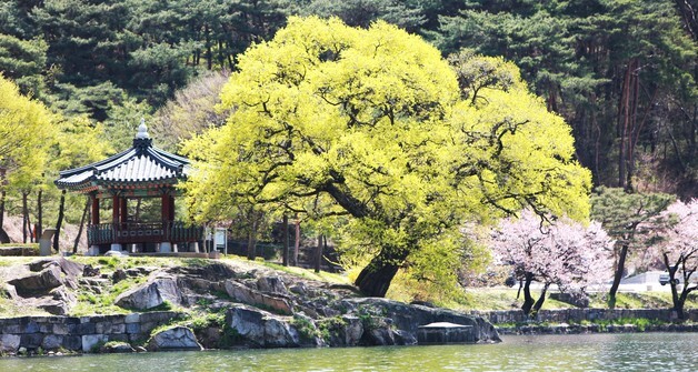 [풍경] '2천년 전 축조' 제천 의림지…"늦은 봄꽃에 운치 가득"