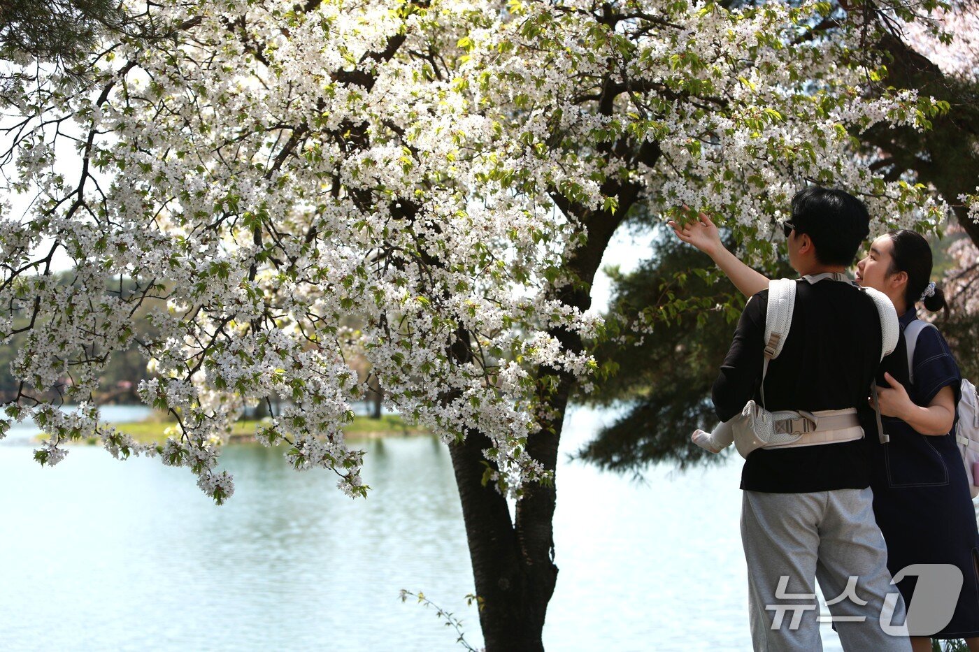 본문 이미지 - 경북 안동시에서 제천 의림지로 꽃 구경을 온 아이와 부부.2026.4.16/뉴스1 손도언 기자  