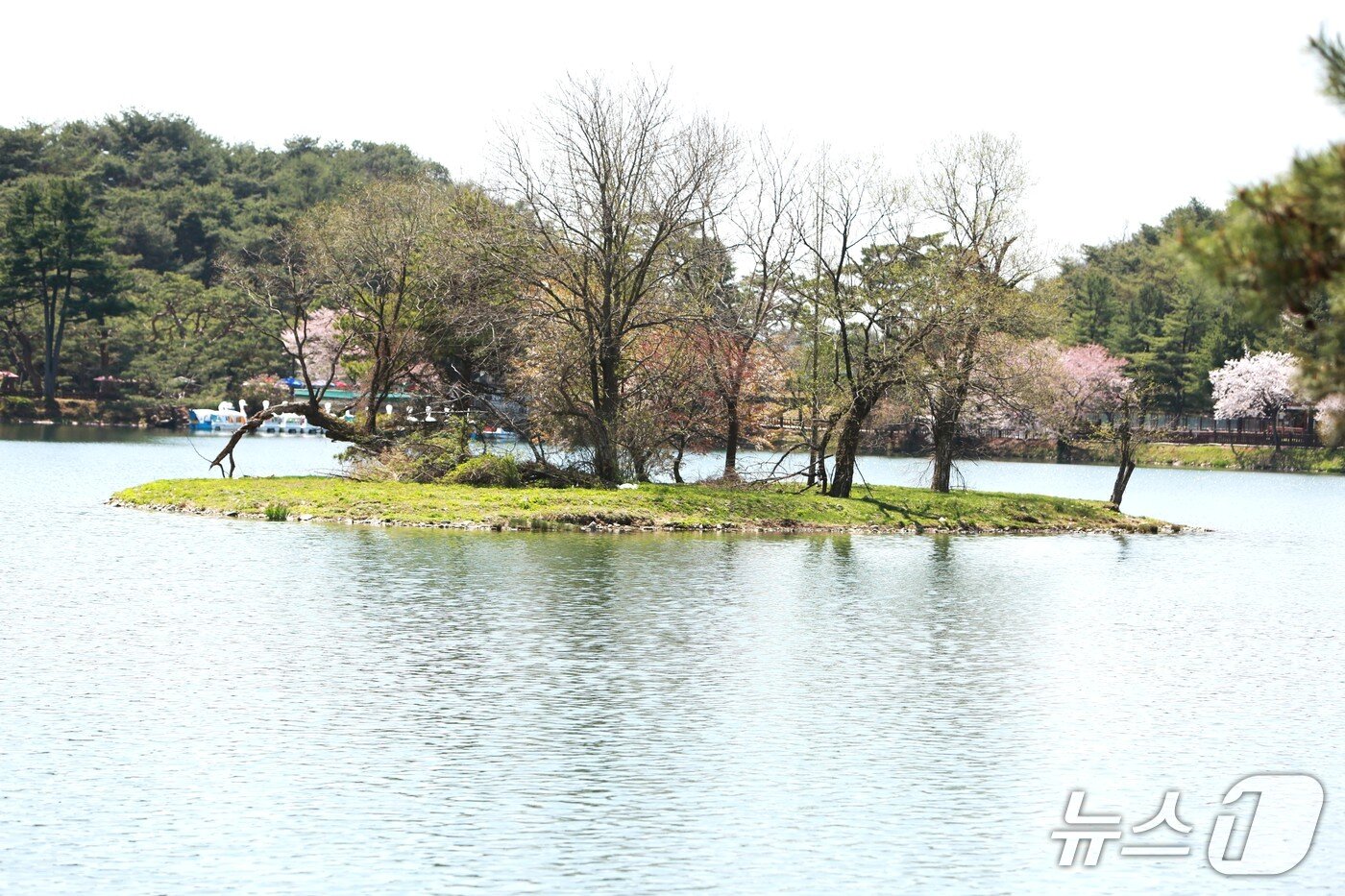 본문 이미지 - 의림지 한 가운데 있는 순주섬. 2026.4.16/뉴스1 손도언 기자   