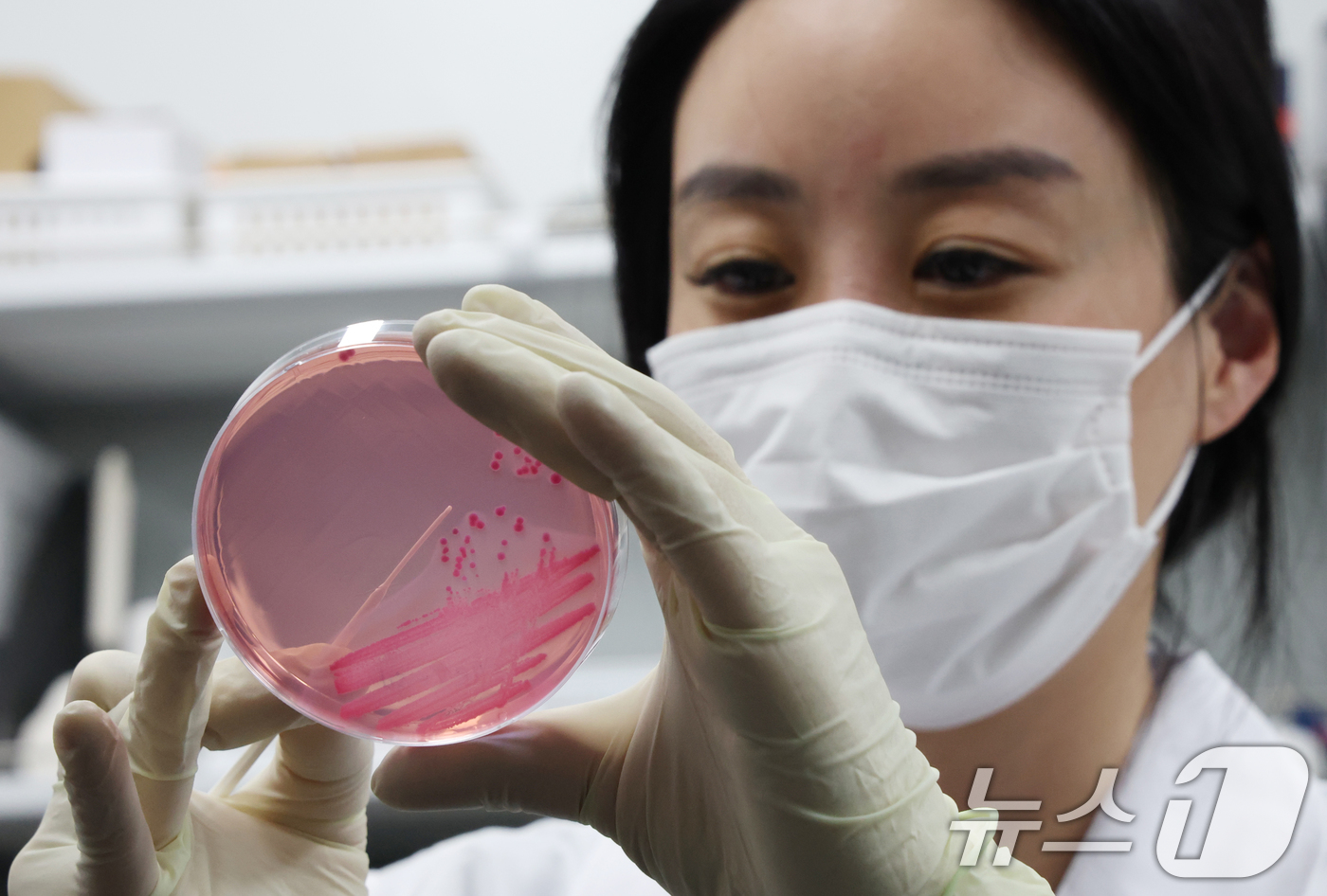 (수원=뉴스1) 김영운 기자 = 때이른 여름철 날씨에 식중독 위험성이 높아지고 있는 가운데 16일 경기 수원시 권선구 경기도보건환경연구원에서 감염병연구부 수인성질환팀 직원이 식중독 …