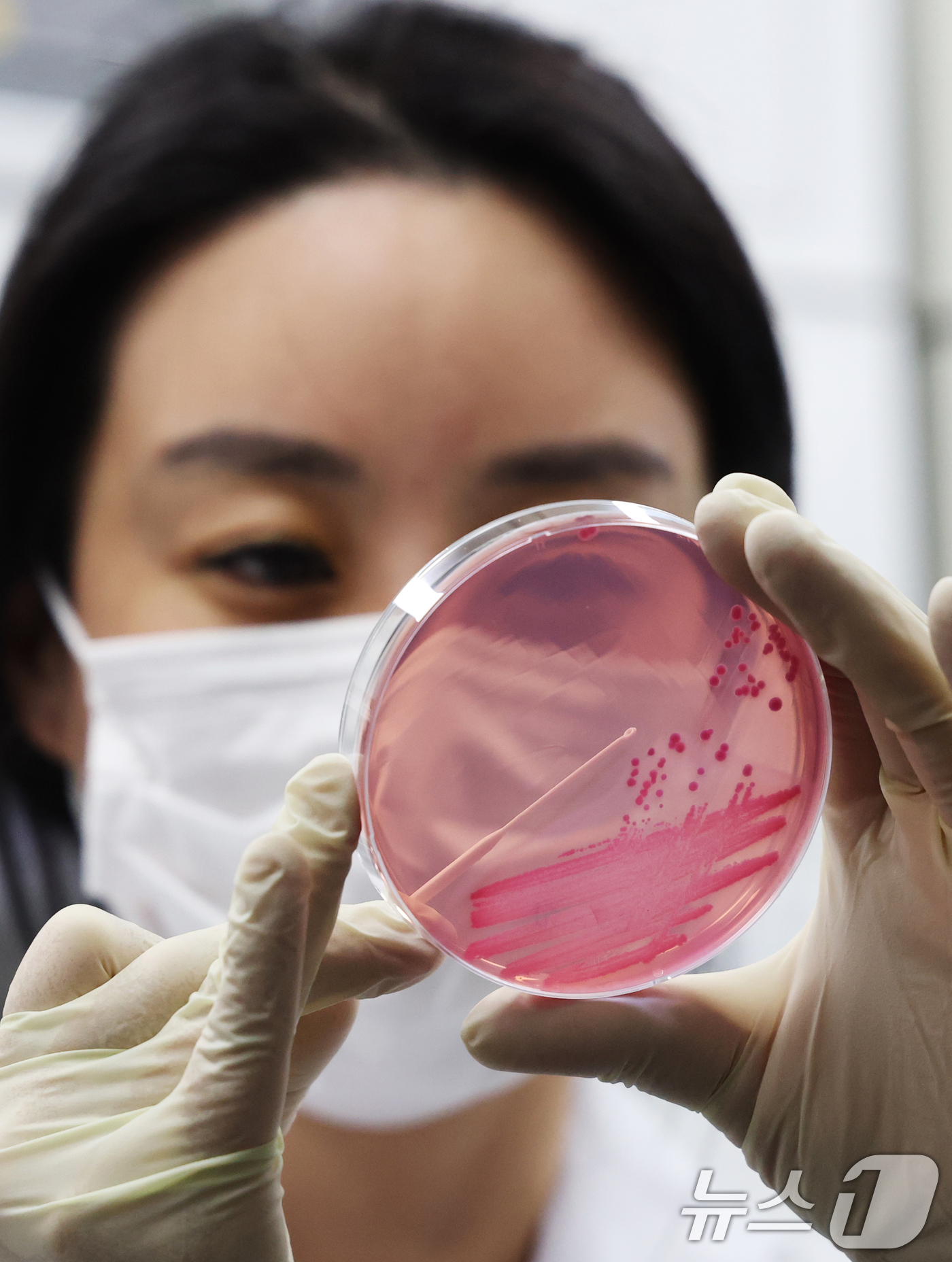 (수원=뉴스1) 김영운 기자 = 때이른 여름철 날씨에 식중독 위험성이 높아지고 있는 가운데 16일 경기 수원시 권선구 경기도보건환경연구원에서 감염병연구부 수인성질환팀 직원이 식중독 …