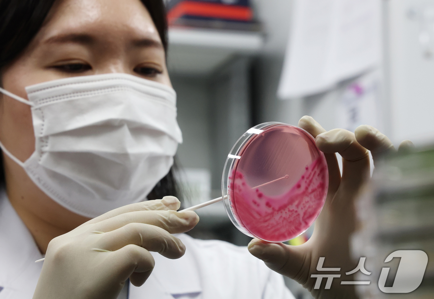 (수원=뉴스1) 김영운 기자 = 때이른 여름철 날씨에 식중독 위험성이 높아지고 있는 가운데 16일 경기 수원시 권선구 경기도보건환경연구원에서 감염병연구부 수인성질환팀 직원이 식중독 …