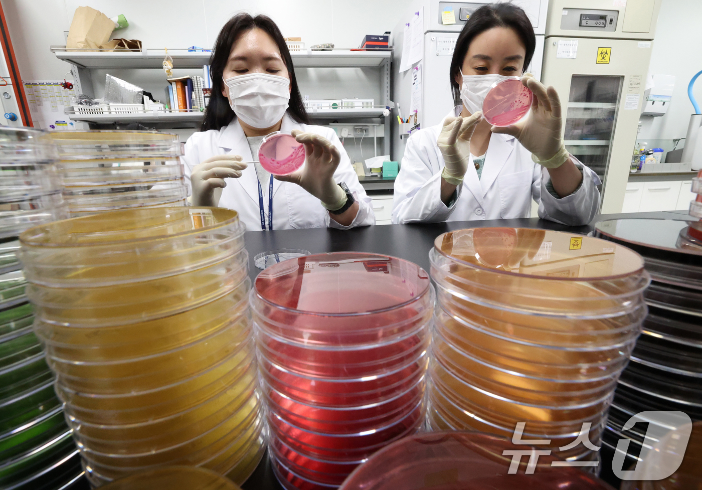 (수원=뉴스1) 김영운 기자 = 때이른 여름철 날씨에 식중독 위험성이 높아지고 있는 가운데 16일 경기 수원시 권선구 경기도보건환경연구원에서 감염병연구부 수인성질환팀 직원이 식중독 …