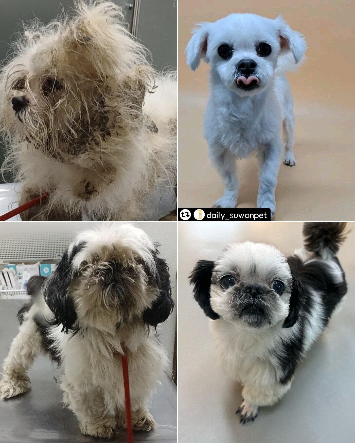 본문 이미지 - 누네와 띠네의 구조 당시 모습과 미용 후 모습(독자 제공) ⓒ 뉴스1