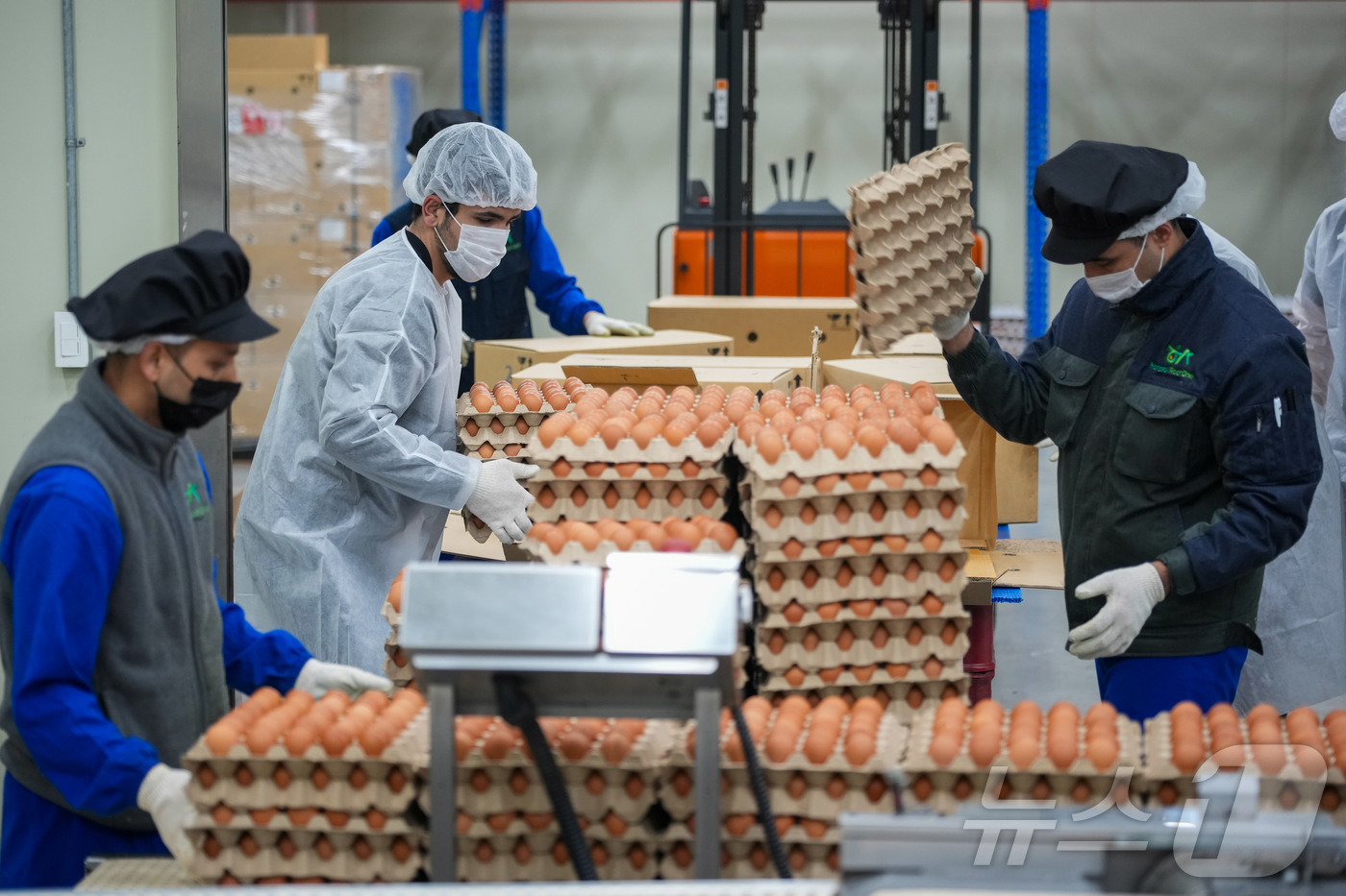 (서울=뉴스1) = 16일 충남 당진시의 한 난각업체에서 직원들이 계란 수급 안정을 위해 수입된 태국산 신선란 포장 작업을 하고 있다. (한국농수산식품유통공사 제공. 재판매 및 D …