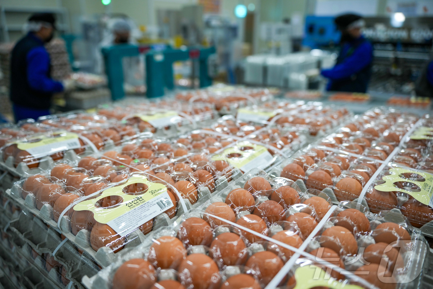 (서울=뉴스1) = 16일 충남 당진시의 한 난각업체에 계란 수급 안정을 위해 수입된 태국산 신선란이 시중 유통 준비를 마치고 포장돼 있다. (한국농수산식품유통공사 제공. 재판매 …