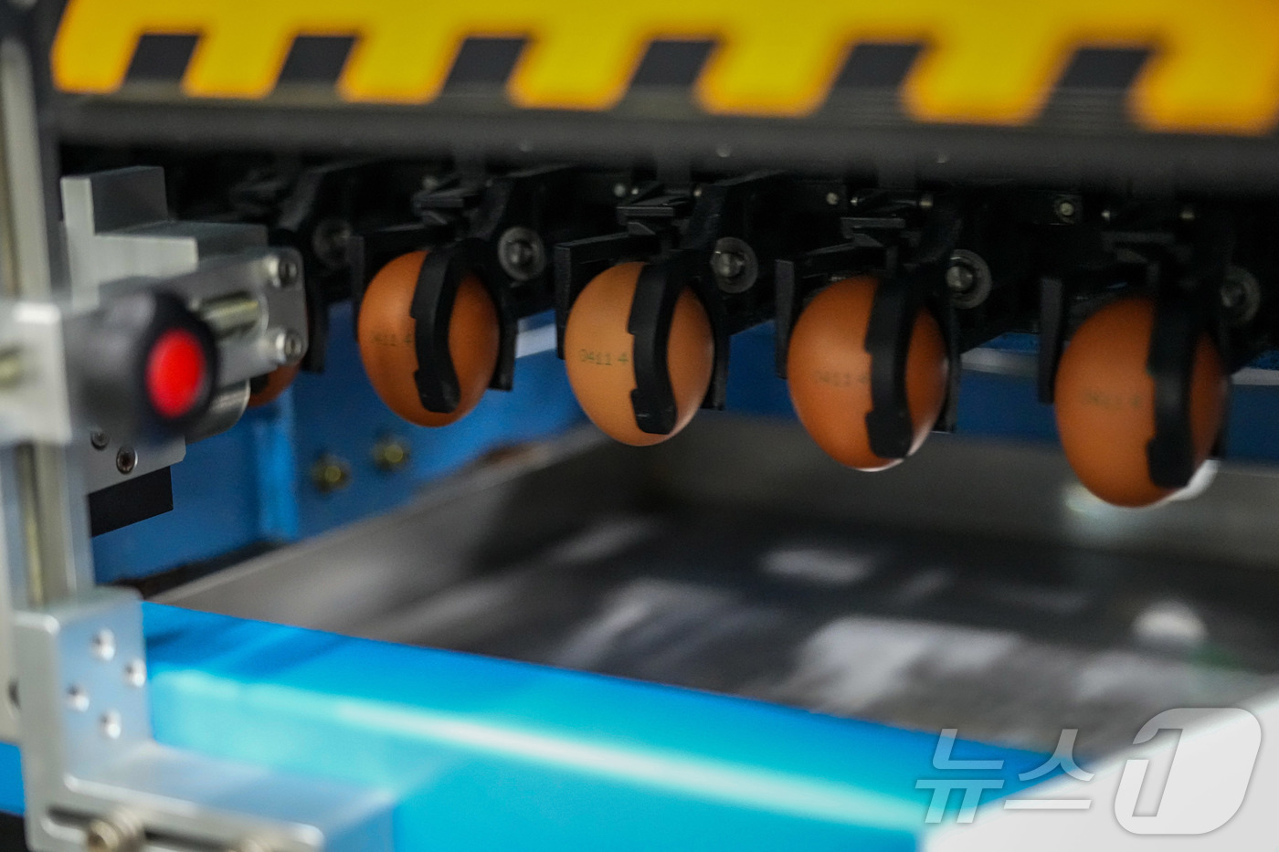 (서울=뉴스1) = 16일 충남 당진시의 한 난각업체에서 계란 수급 안정을 위해 수입된 태국산 신선란에 난각 작업이 진행되고 있다. (한국농수산식품유통공사 제공. 재판매 및 DB …