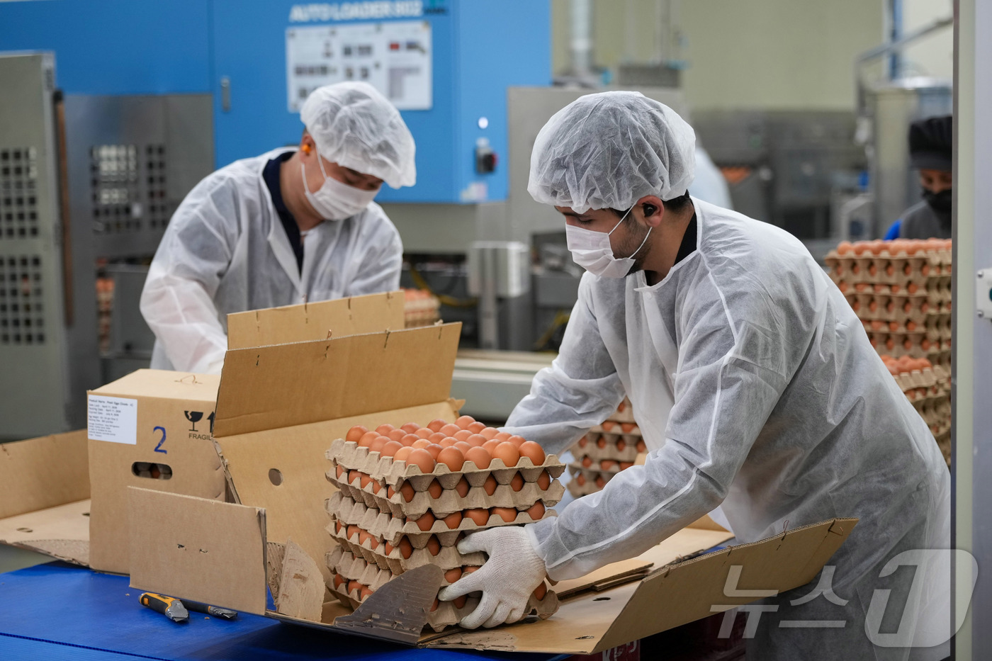 (서울=뉴스1) = 16일 충남 당진시의 한 난각업체에서 직원들이 계란 수급 안정을 위해 수입된 태국산 신선란 포장 작업을 하고 있다. (한국농수산식품유통공사 제공. 재판매 및 D …