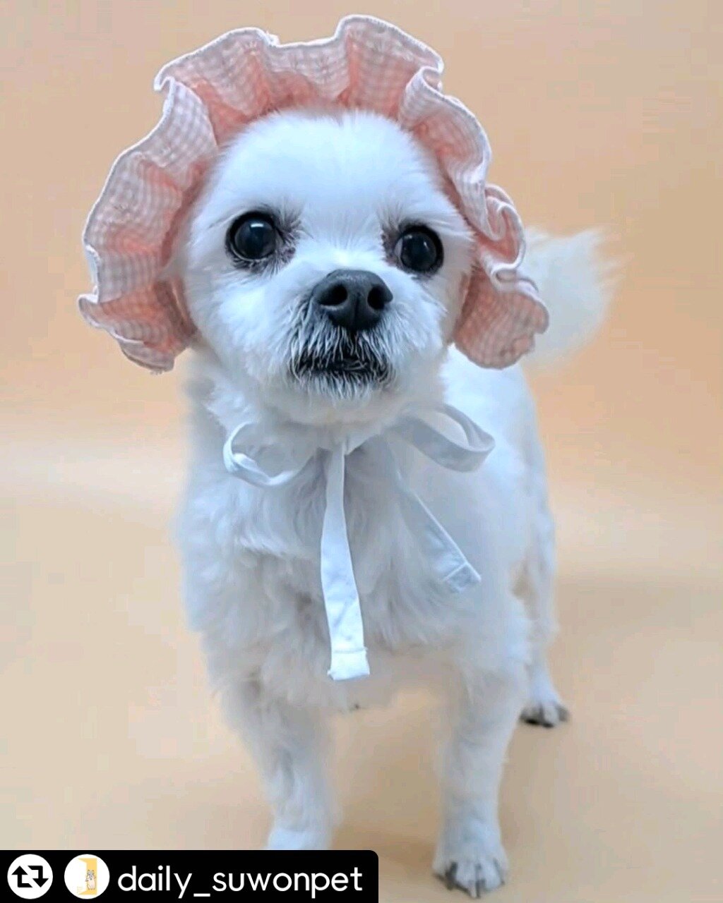 본문 이미지 - 모자 쓴 누네의 사랑스러운 모습(독자 제공) ⓒ 뉴스1