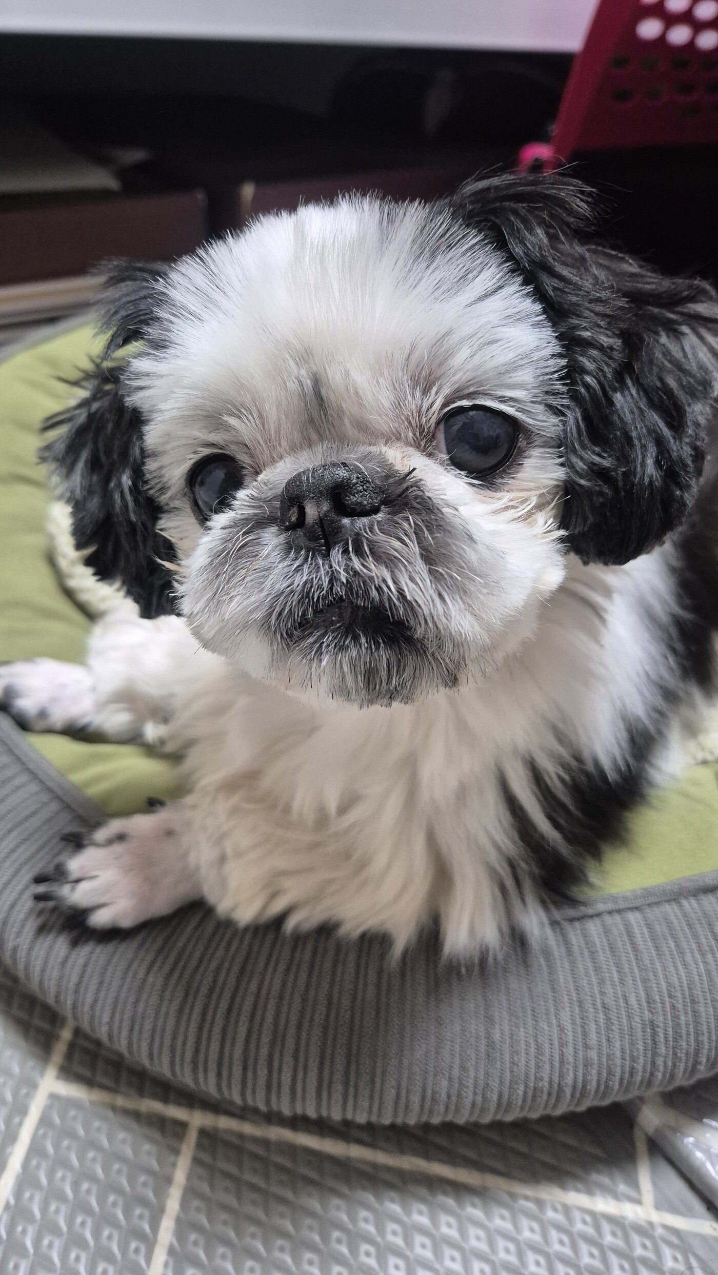 본문 이미지 - 방석에 앉아 카메라를 바라보는 띠네(독자 제공) ⓒ 뉴스1