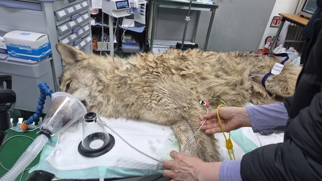 오월드 탈출 늑대 '늑구', 안영IC 인근서 포획