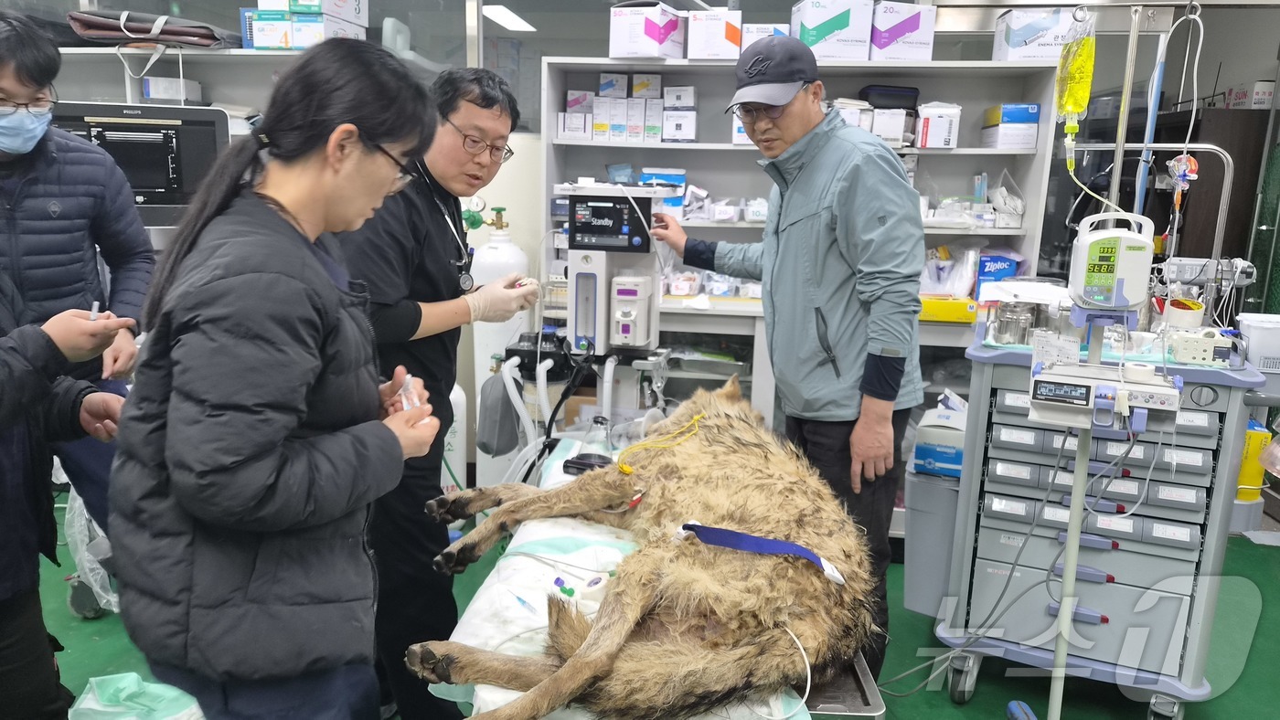 (대전=뉴스1) 김기태 기자 = 대전 오월드 동물원을 탈출한 수컷 늑대 '늑구'가 9일 만에 포획됐다. 17일 관계자들이 오월드로 이송된 늑구의 건강상태를 확인하고 있다.(대전시 …