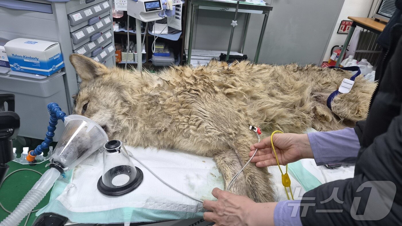 본문 이미지 - 대전 오월드 동물원을 탈출한 수컷 늑대 '늑구'가 9일 만에 포획됐다. 17일 관계자들이 오월드로 이송된 늑구의 건강상태를 확인하고 있다.(대전시 제공. 재판매 및 DB금지) 2026.4.17 ⓒ 뉴스1 김기태 기자