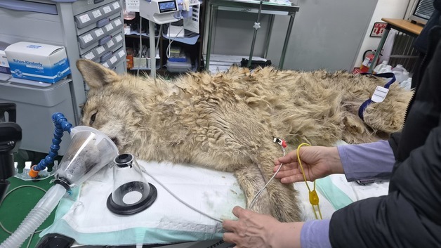 오월드 탈출 늑대 '늑구' 안영IC서 생포…건강상태 양호(종합)