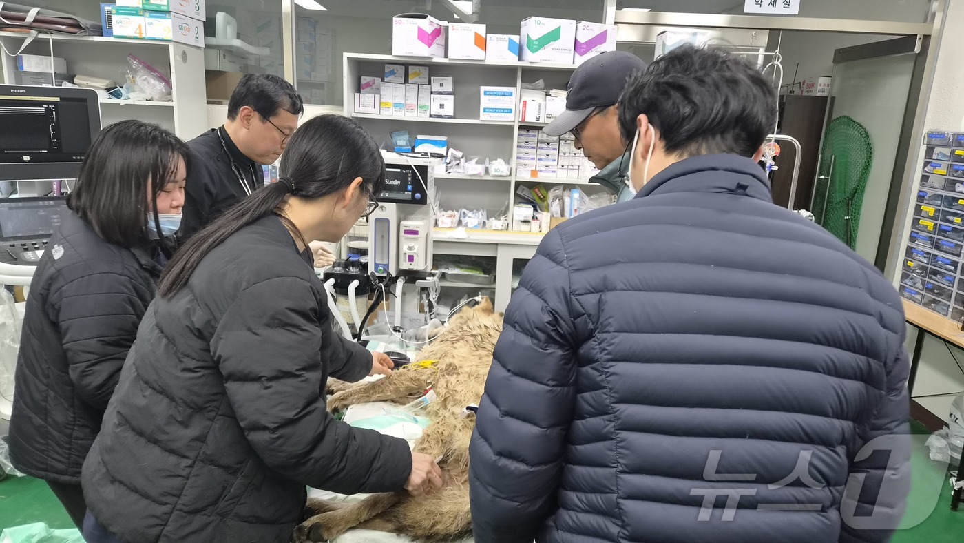 (대전=뉴스1) 김기태 기자 = 대전 오월드 동물원을 탈출한 수컷 늑대 '늑구'가 9일 만에 포획됐다. 17일 관계자들이 오월드로 이송된 늑구의 건강상태를 확인하고 있다.(대전시 …