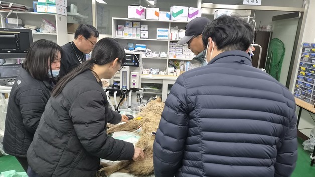 9일 만에 포획된 늑구