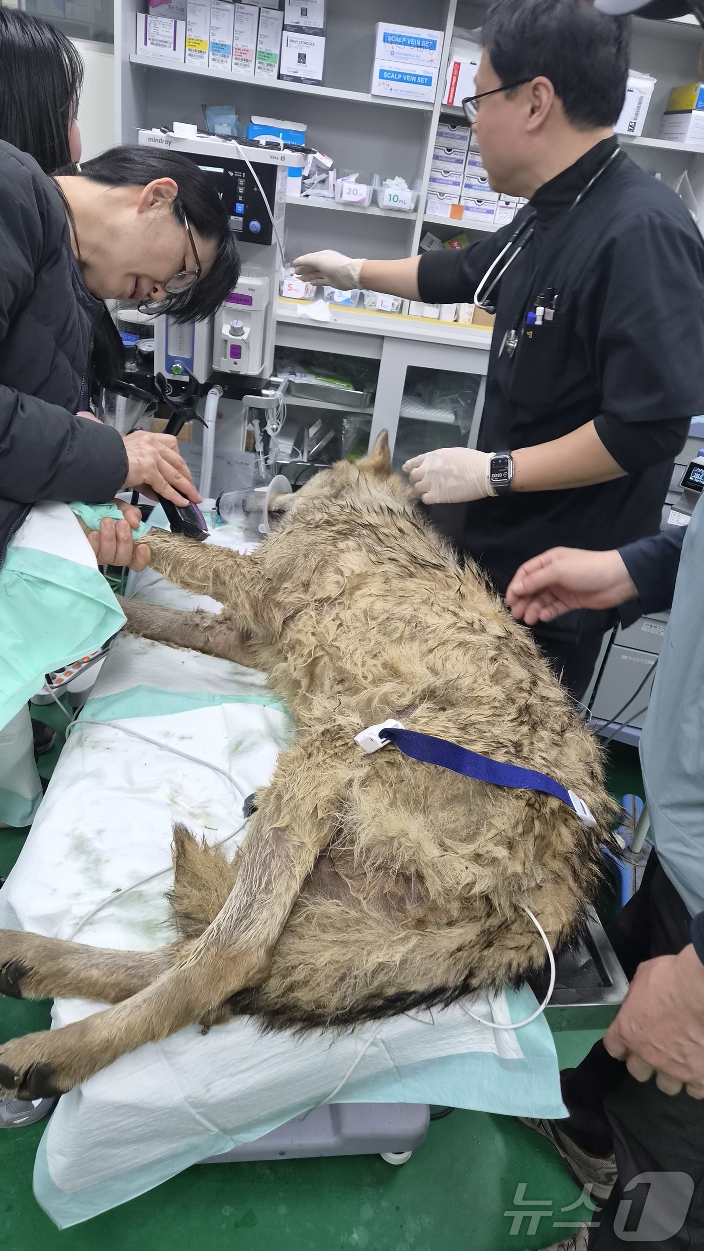 (대전=뉴스1) 김기태 기자 = 대전 오월드 동물원을 탈출한 수컷 늑대 '늑구'가 9일 만에 포획됐다. 17일 관계자들이 오월드로 이송된 늑구의 건강상태를 확인하고 있다.(대전시 …