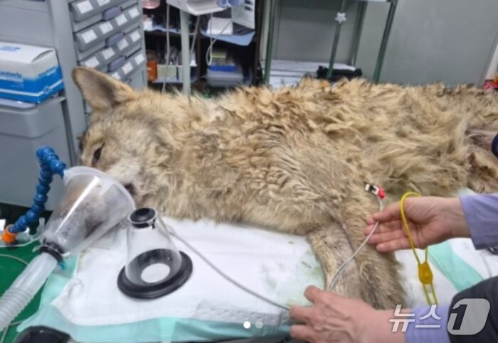본문 이미지 - 오월드에서 탈출한 늑대 '늑구'가 17일 구조됐다(대전시 인스타그램). ⓒ 뉴스1