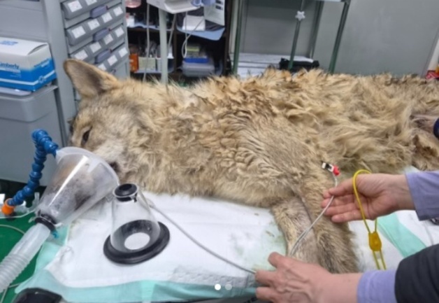 오월드 늑대 '늑구', 집으로…"사살 안 되고 구조, 천만다행"[영상]