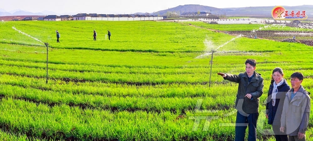 (평양 노동신문=뉴스1) = 북한 노동당 기관지 노동신문은 17일 사리원시 미라남새농장을 조명하며 "농작물비배관리를 책임적으로 하고 있다"고 보도했다.[국내에서만 사용가능. 재배포 …