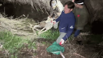 본문 이미지 - 늑구 포획 당시 장면. (대전시 제공. 재판매 및 DB금지)/뉴스1