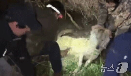 본문 이미지 - 대전 오월드 동물원에서 탈출했던 늑대 '늑구'가 17일 새벽 안영IC 인근 수로에서 수색팀에 의해 구조되고 있다.(대전시 제공, 재판매 및 DB 금지) 2026.4.17 