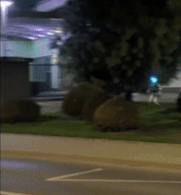 뒤뚱뒤뚱…도심 한복판 야생 멧돼지 추격한 '터미네이터', 결과는?[영상]