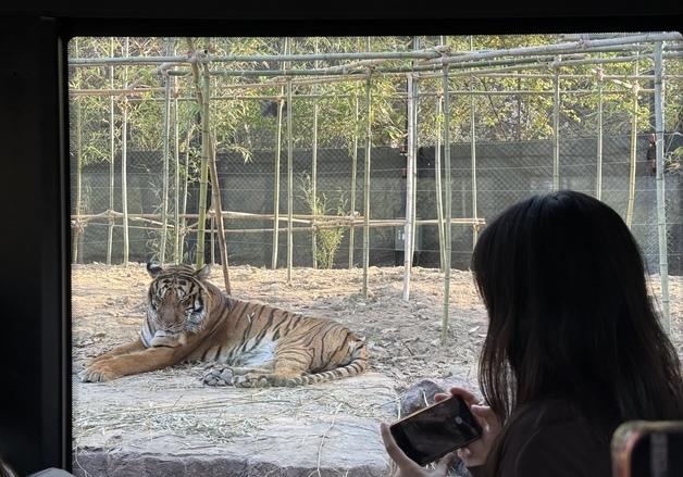 "맹수와 눈 맞추고 판다와 힐링"…에버랜드, 봄 시즌 50만명 몰렸다
