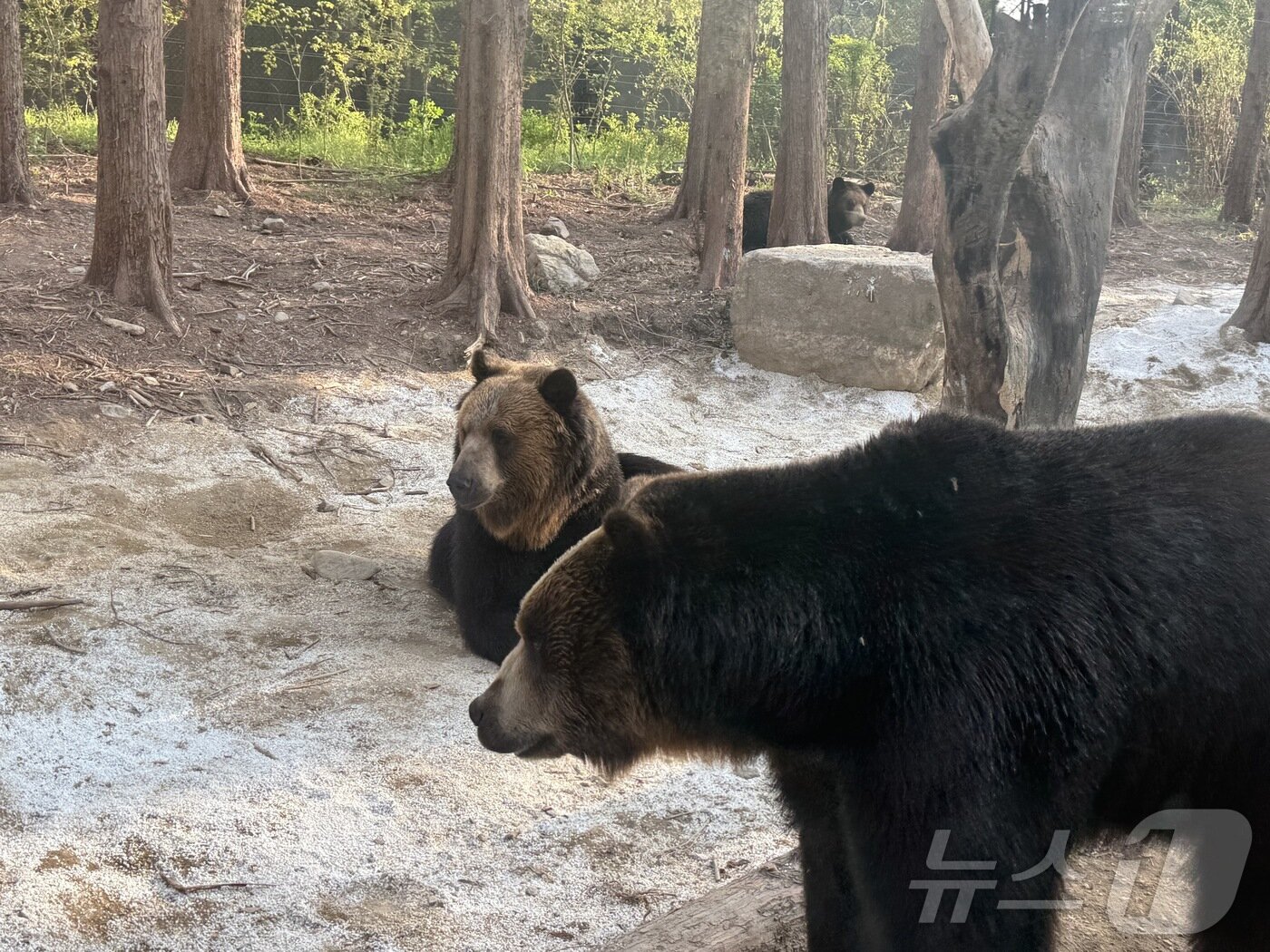 본문 이미지 - 유라시아 불곰ⓒ 뉴스1 윤슬빈 관광전문기자