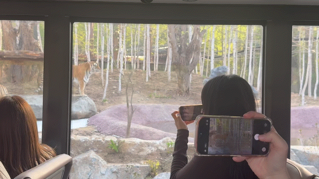 본문 이미지 - 한국호랑이 아빠 '태호'와 엄마 '건곤이' 부부 ⓒ 뉴스1 윤슬빈 관광전문기자