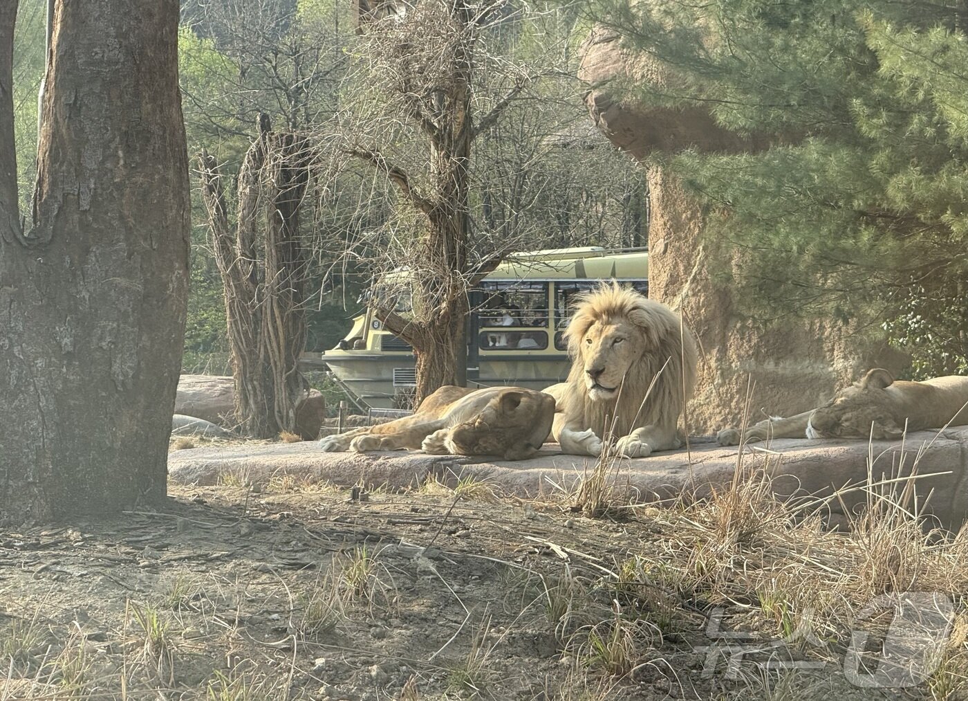 본문 이미지 - 이번에 처음 공개된 백사라 '랑크'ⓒ 뉴스1 윤슬빈 관광전문기자