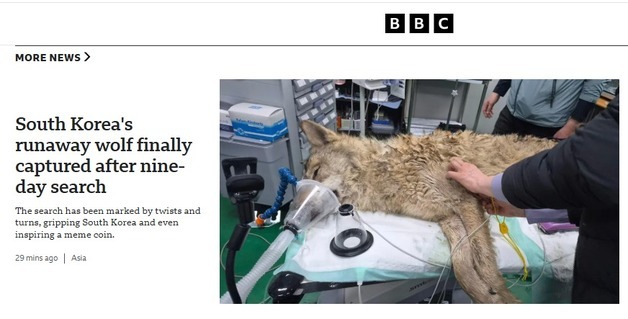 "늑구 출세했네" BBC 포획 소식 1면 주요 기사로 다뤄