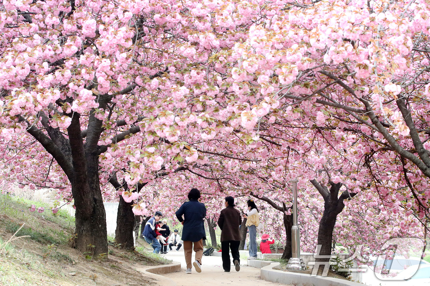 (경산=뉴스1) 공정식 기자 = 17일 대구대학교 경산캠퍼스 공공인재대학 뒤편 산책로에서 시민들이 활짝 핀 겹벚꽃을 감상하고 있다.일반 벚꽃보다 꽃잎이 여러 겹으로 겹쳐 풍성한 겹 …