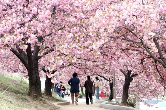 '벚꽃엔딩 아쉬워 마' 겹벚꽃 활짝!