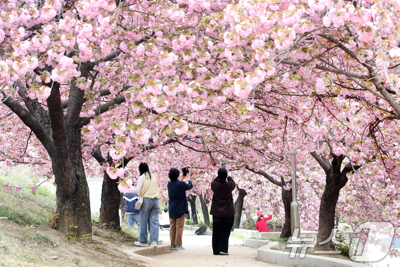 (경산=뉴스1) 공정식 기자 = 17일 대구대학교 경산캠퍼스 공공인재대학 뒤편 산책로에서 시민들이 활짝 핀 겹벚꽃을 감상하고 있다.일반 벚꽃보다 꽃잎이 여러 겹으로 겹쳐 풍성한 겹 …