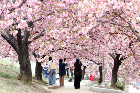 '겹벚꽃 꽃대궐'