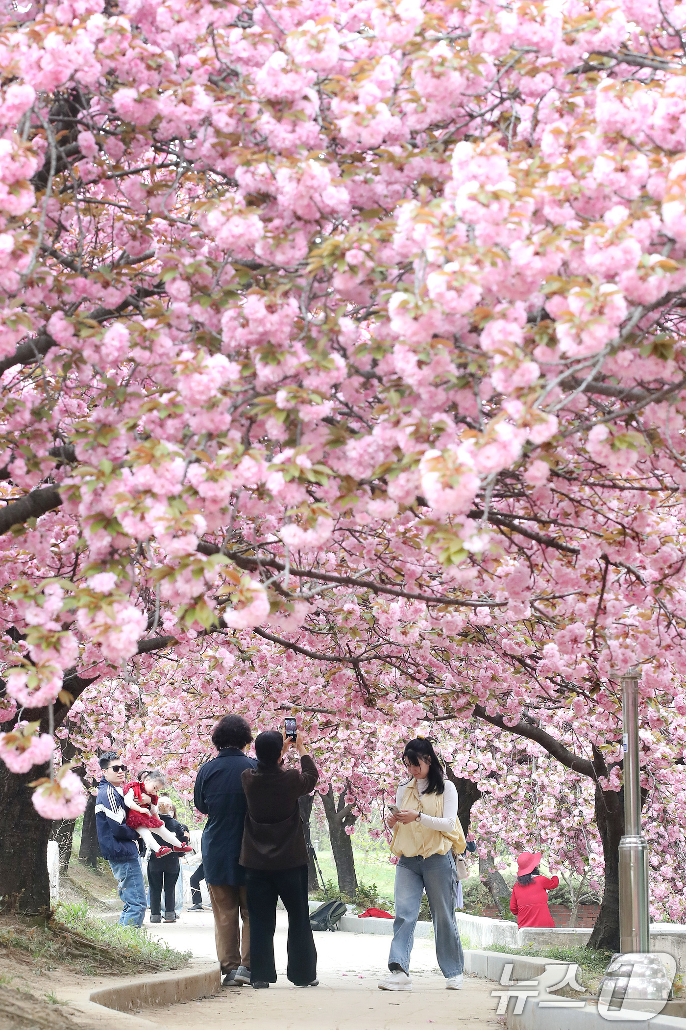 (경산=뉴스1) 공정식 기자 = 17일 대구대학교 경산캠퍼스 공공인재대학 뒤편 산책로에서 시민들이 활짝 핀 겹벚꽃을 감상하고 있다.일반 벚꽃보다 꽃잎이 여러 겹으로 겹쳐 풍성한 겹 …
