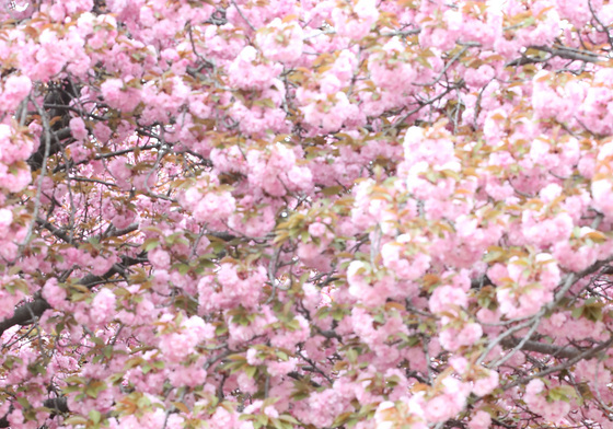 겹벚꽃 분홍빛 물든 대구대 경산캠퍼스