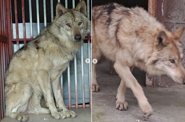 요란했던 늑구의 외출, 슈퍼스타로 컴백…"굿즈 만들어주세요" 시민 환호[영상]