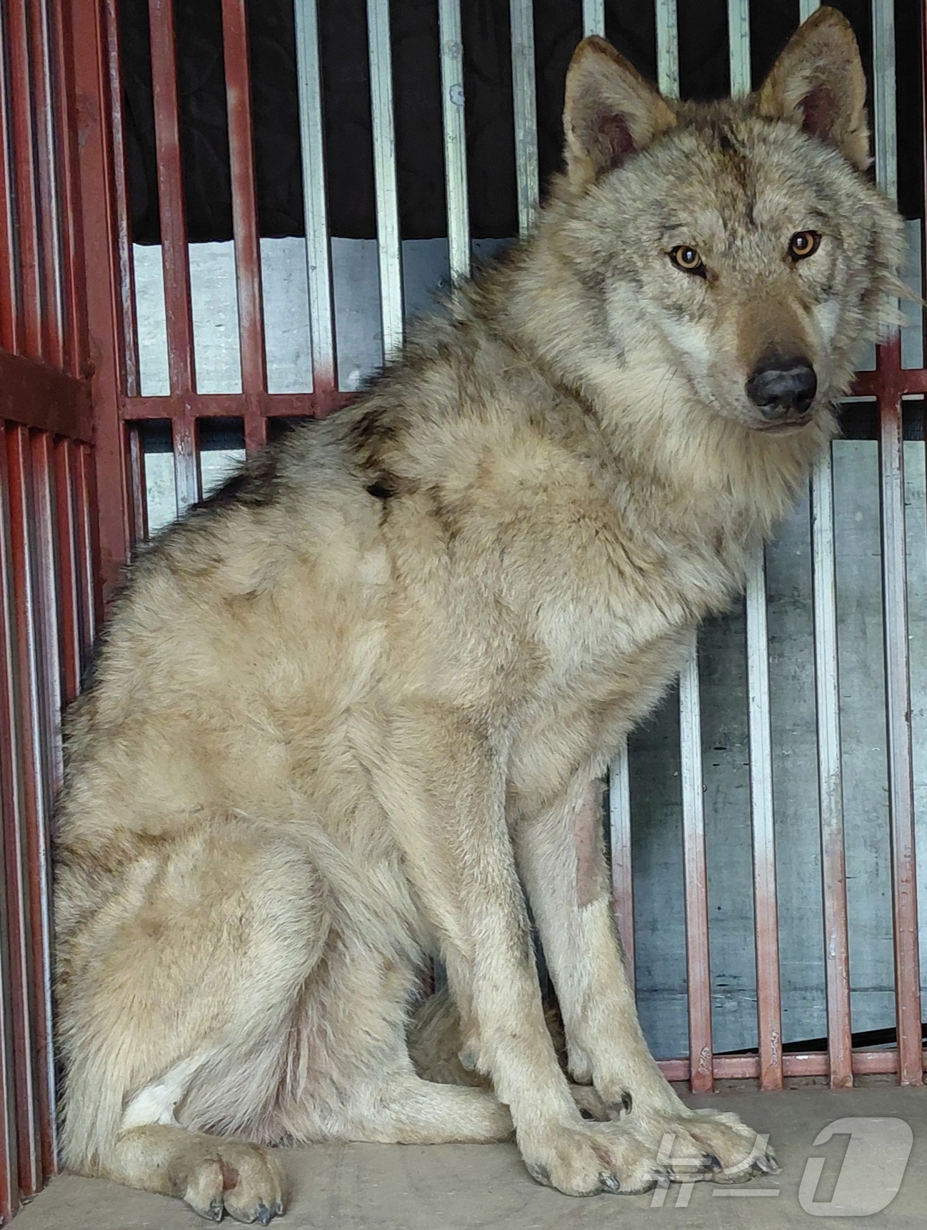 (대전=뉴스1) 김기태 기자 = 17일 대전 중구 오월드에서 탈출한 늑대 \'늑구\'가 외부 의료기관에서 치료를 받고 회복중인 모습.늑구는 지난 8일 오전 9시 30분께 오월드 사 …