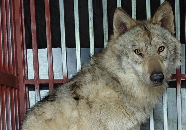 시술 후 회복중인 \'늑구\'