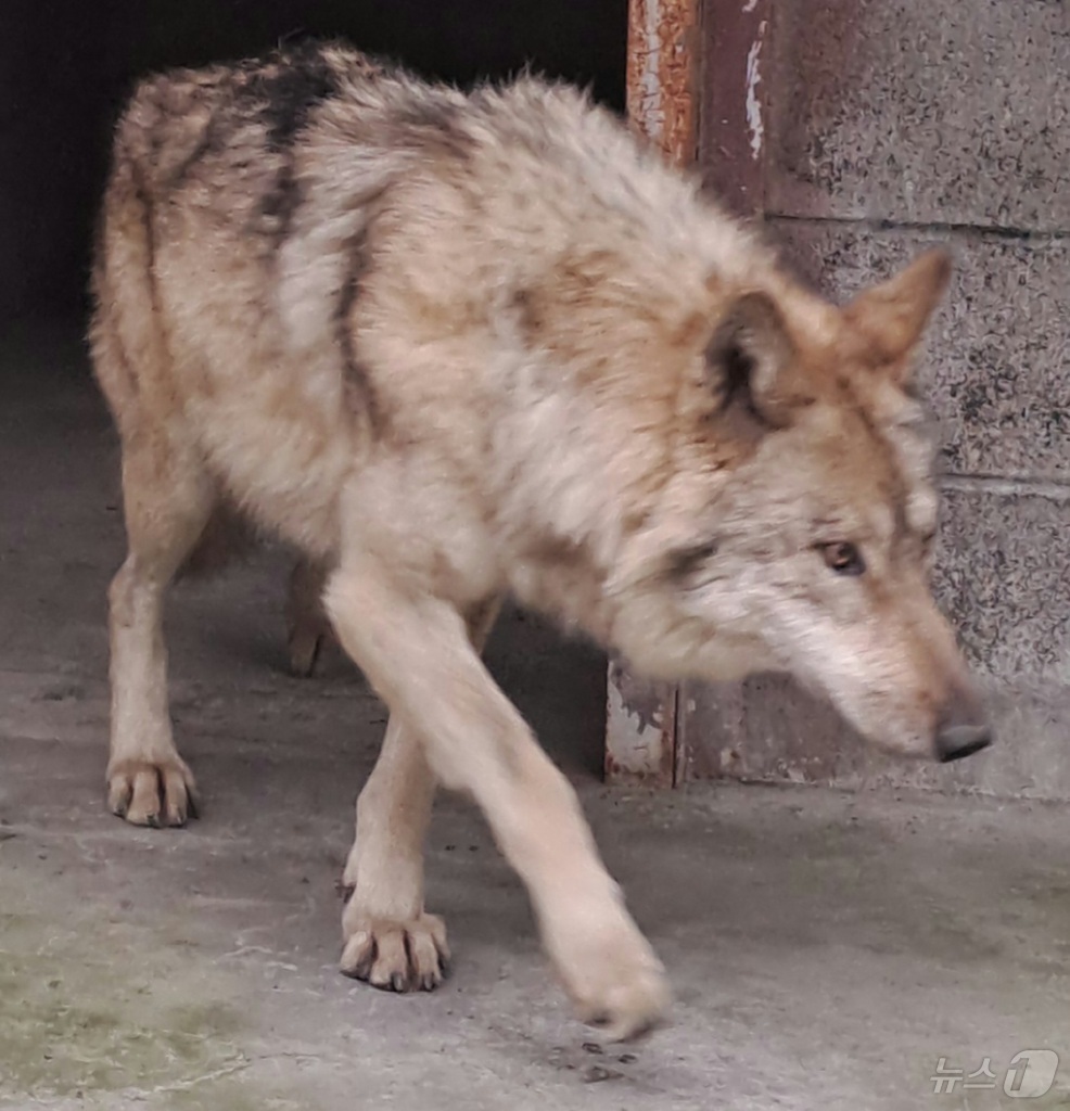 (대전=뉴스1) 김기태 기자 = 17일 대전 중구 오월드에서 탈출한 늑대 \'늑구\'가 외부 의료기관에서 치료를 받고 회복중인 모습.늑구는 지난 8일 오전 9시 30분께 오월드 사 …