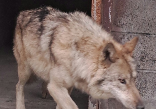 시술 후 회복중인 \'늑구\'