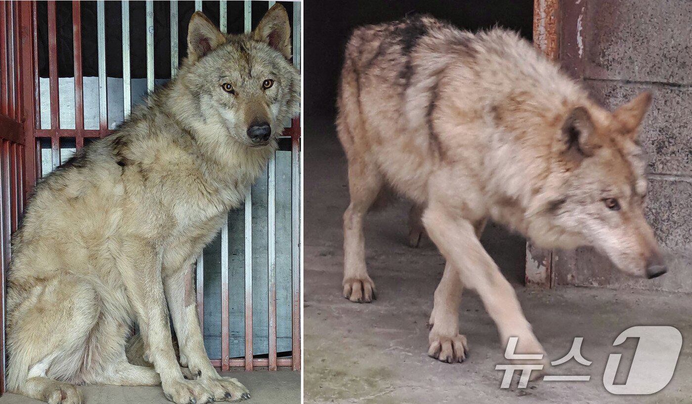 본문 이미지 - 17일 대전 중구 오월드에서 탈출한 늑대 '늑구'가 외부 의료기관에서 치료를 받고 회복중인 모습(대전시 제공. 재판매 및 DB금지) 2026.4.17 ⓒ 뉴스1